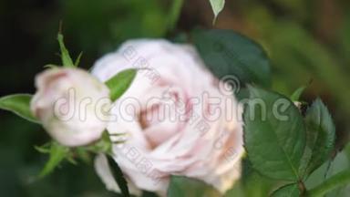花园里美丽盛开的粉红色玫瑰。 夏日时光。 慢动作。 3840x2160